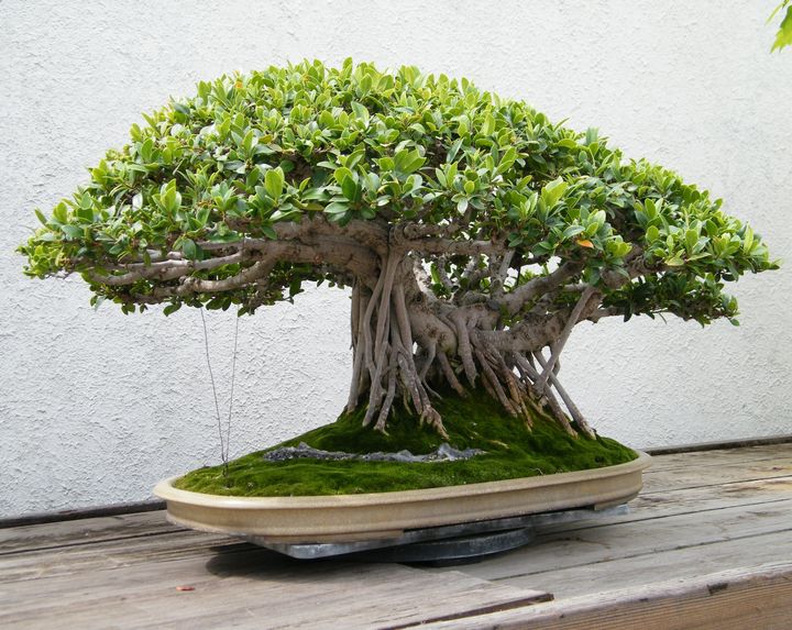 Ficus bonsai with aerial roots