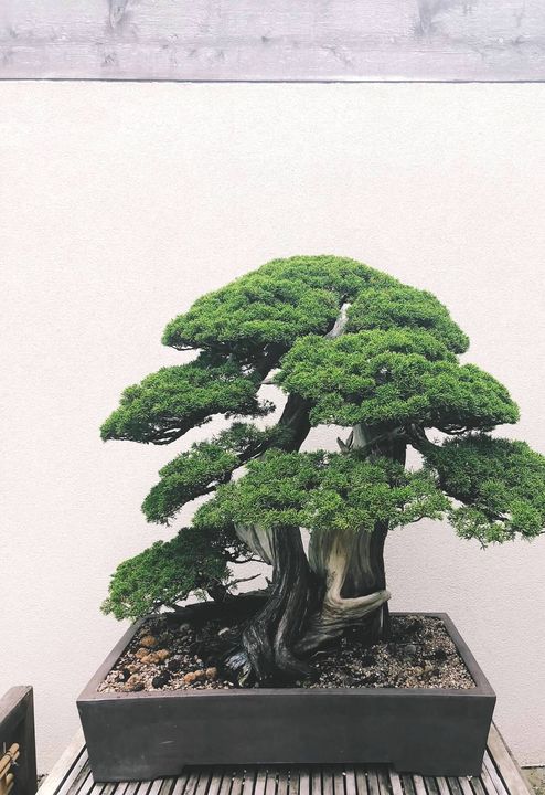 Cloud-pruned juniper bonsai
