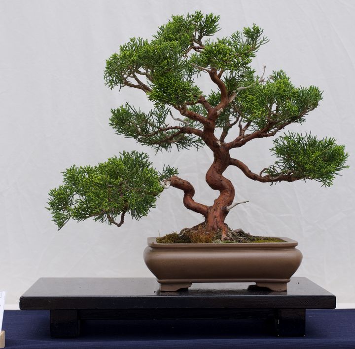 Juniper bonsai on a black stand