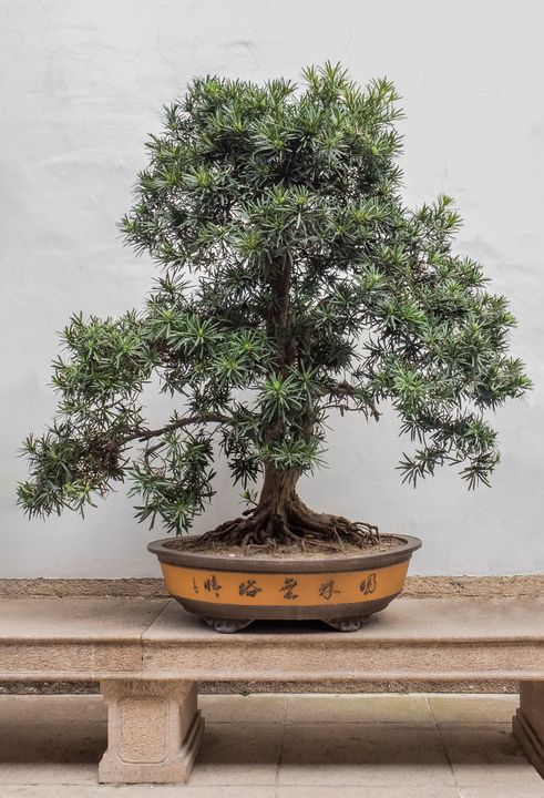 Pine bonsai on a stone bench