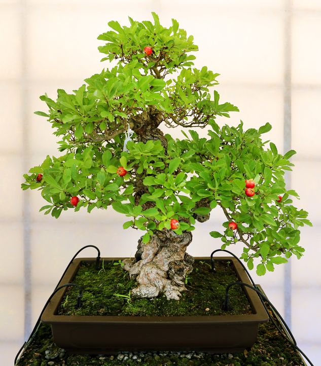 Pomegranate bonsai with red fruit